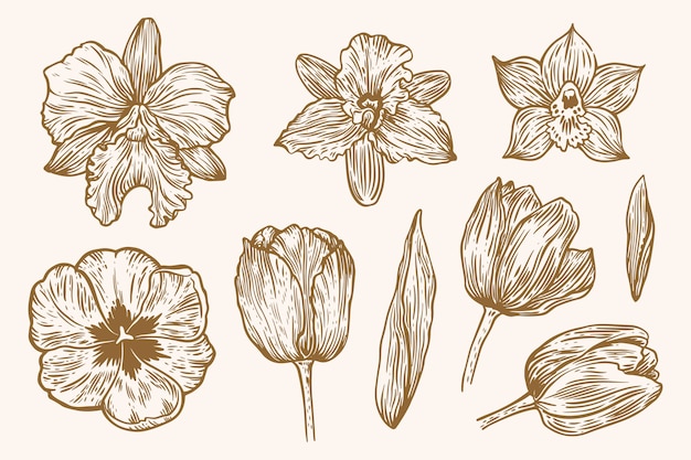 Hand drawn spring flower collection