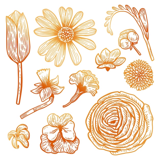 Free vector hand drawn spring flower collection