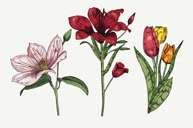 Hand drawn spring flower collection