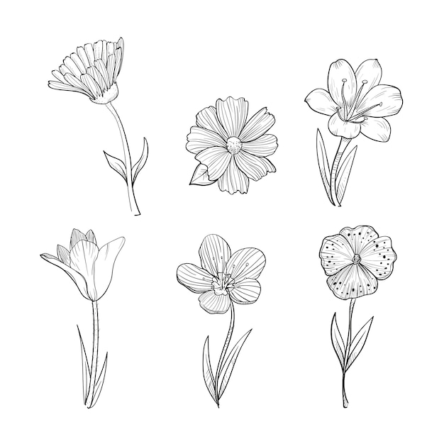 Free Vector hand drawn spring flowers collection