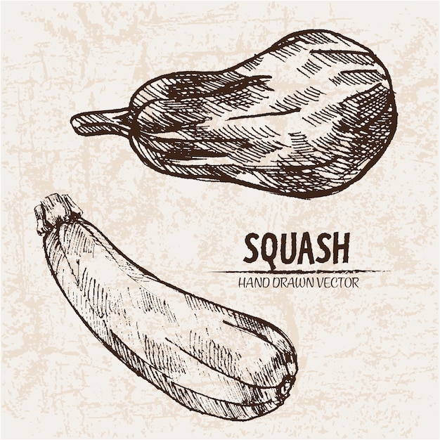 Hand drawn squash collection