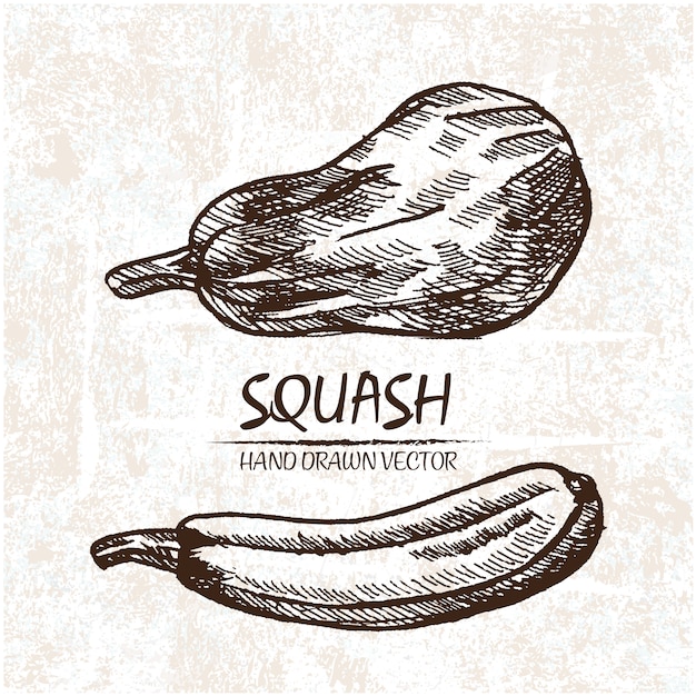 Hand drawn squash design