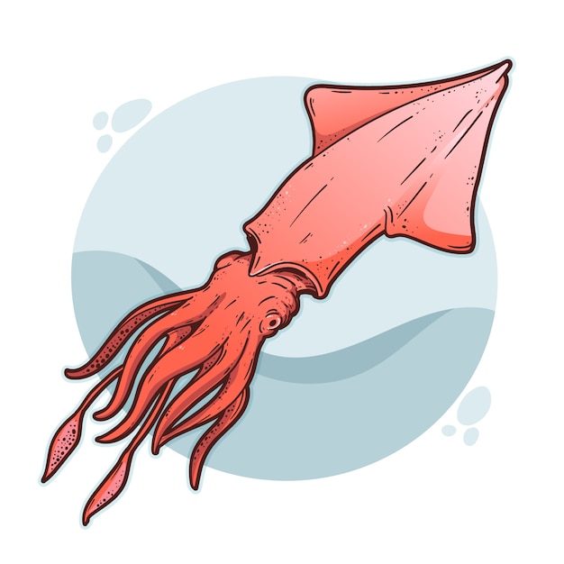 Hand drawn squid illustration