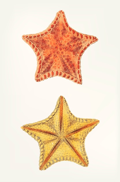 Hand drawn of starfish