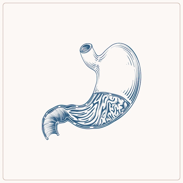 Hand drawn stomach drawing illustration