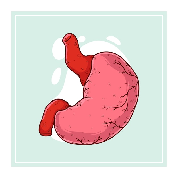 Hand drawn stomach drawing illustration