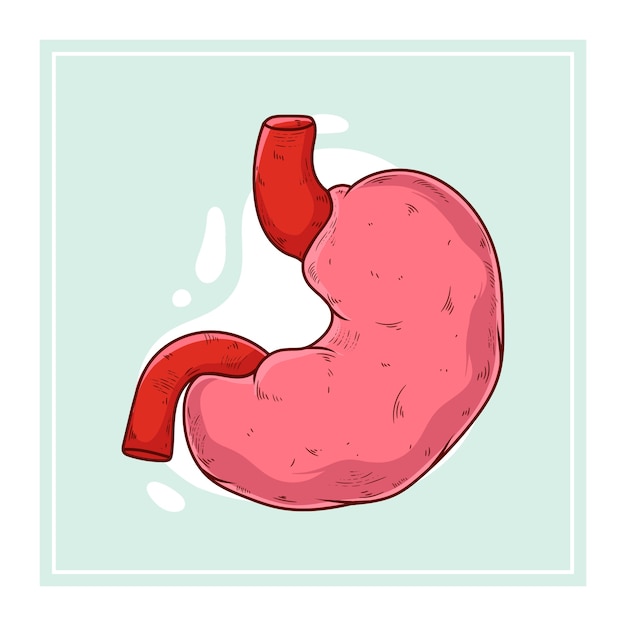 Hand drawn stomach drawing illustration