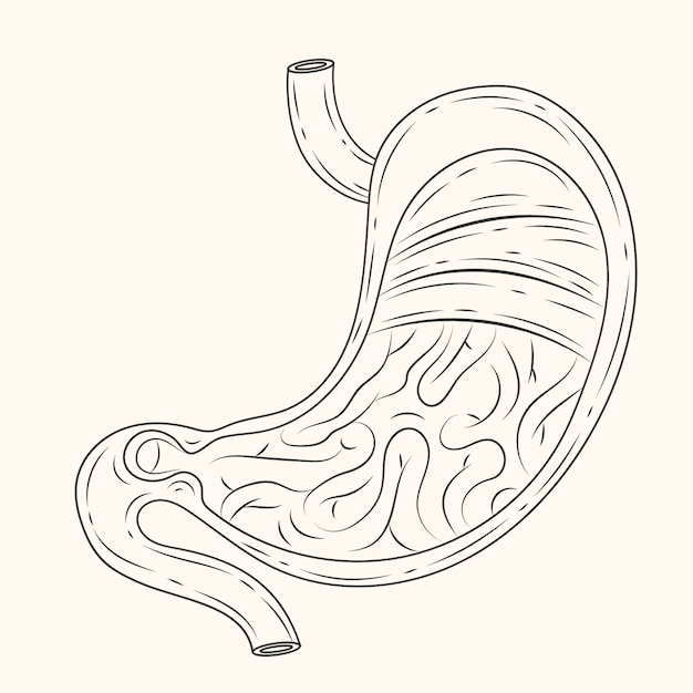 Free Vector hand drawn stomach drawing illustration