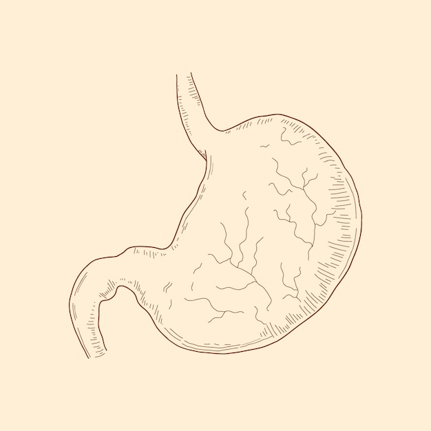 Hand drawn stomach drawing illustration