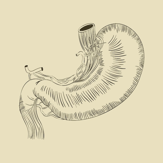 Free Vector hand drawn stomach drawing illustration