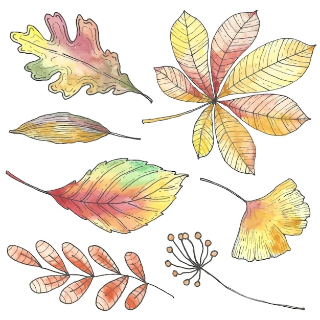 Free Vector hand drawn style autumn leaves collection