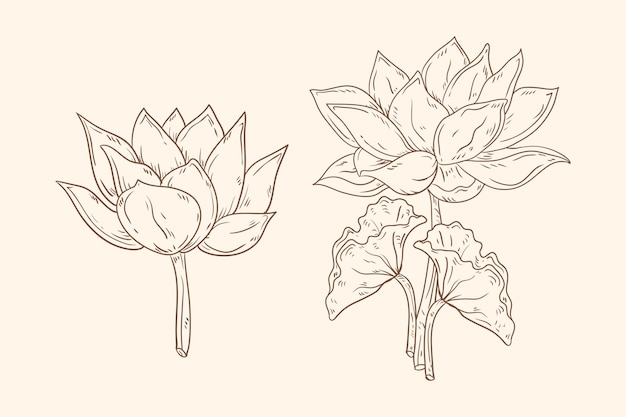 Free Vector hand drawn style botanical outline