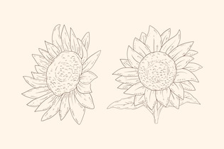 sunflower drawings