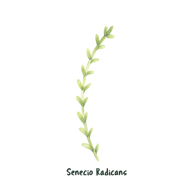 Free Vector hand drawn succulent