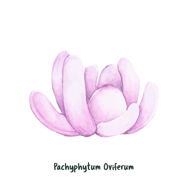 Free Vector hand drawn sugaralmond plant succulent