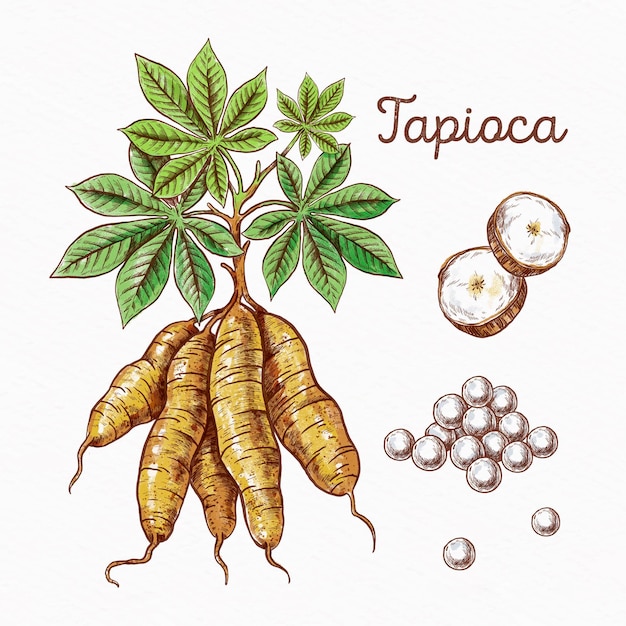 Free Vector hand drawn tapioca concept