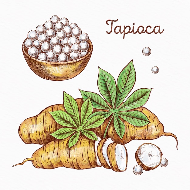 Free Vector hand drawn tapioca concept