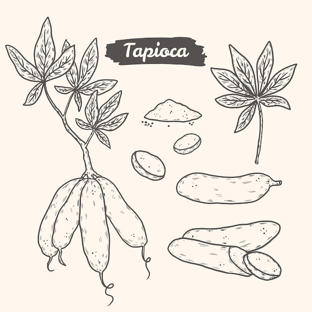 Free Vector hand drawn tapioca illustration pack