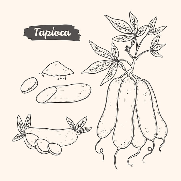 Hand drawn tapioca illustration set