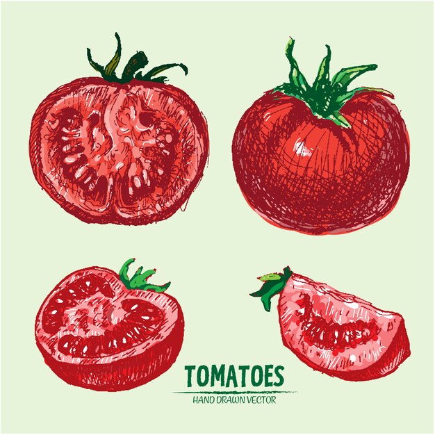 Hand drawn tomato background