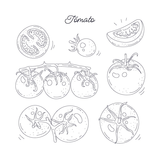 Hand drawn tomato  outline illustration