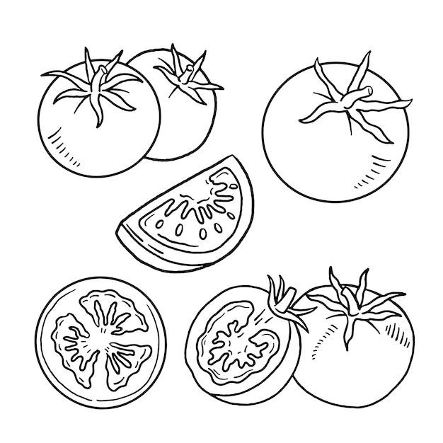 Hand drawn tomato  outline illustration