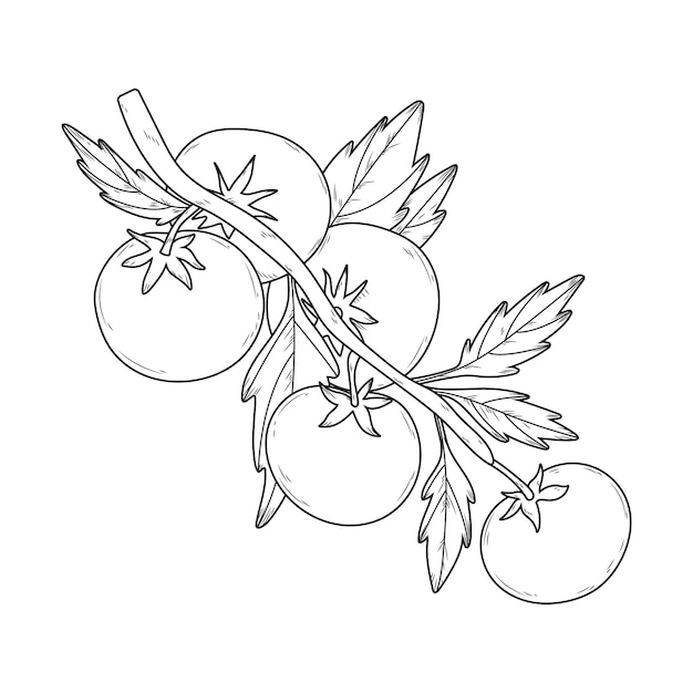 Free vector hand drawn tomato outline illustration