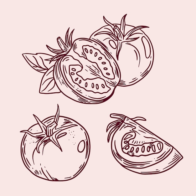 Hand drawn tomato outline illustration