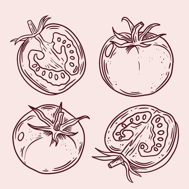 Hand drawn tomato outline illustration