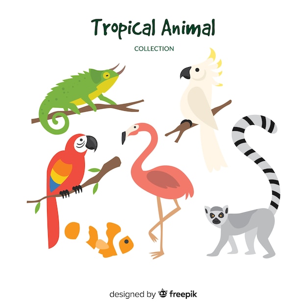 Hand drawn tropical animal collection