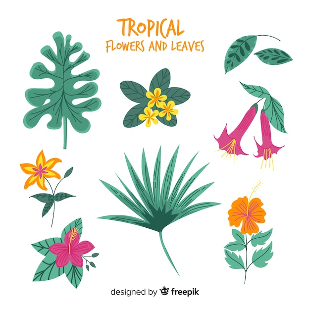 Free vector hand drawn tropical flowers and leaves