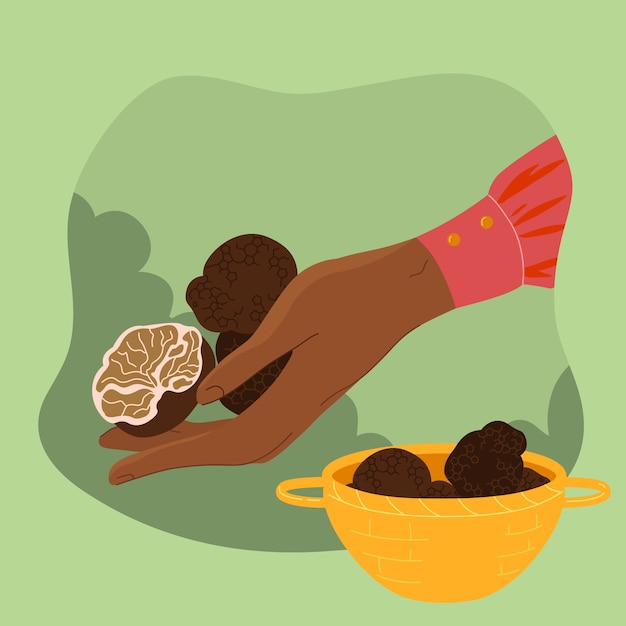 Hand drawn truffle  illustration