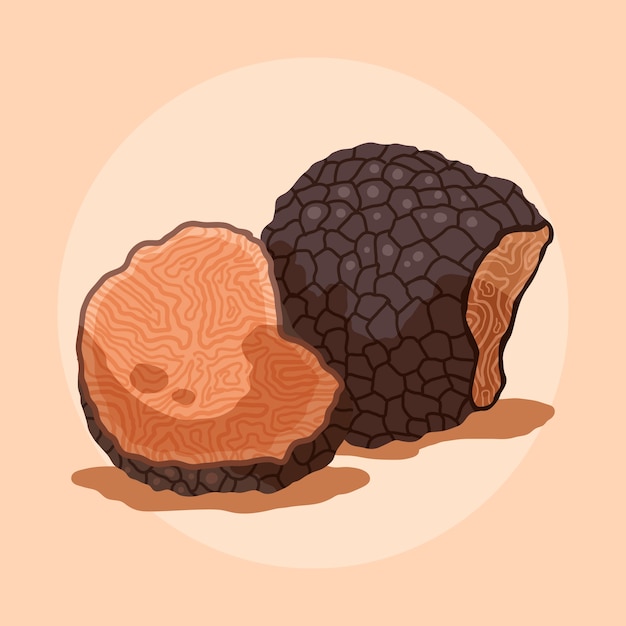 Hand drawn truffle  illustration