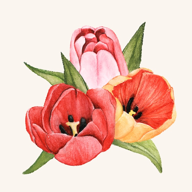 Free Vector hand drawn tulip flower isolated