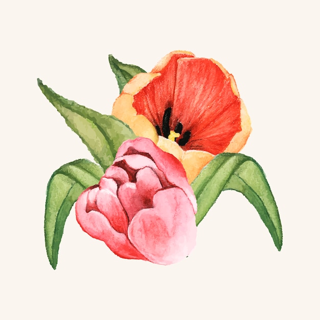 Hand drawn tulip flower isolated