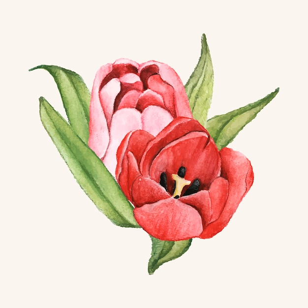 Free Vector hand drawn tulip flower isolated