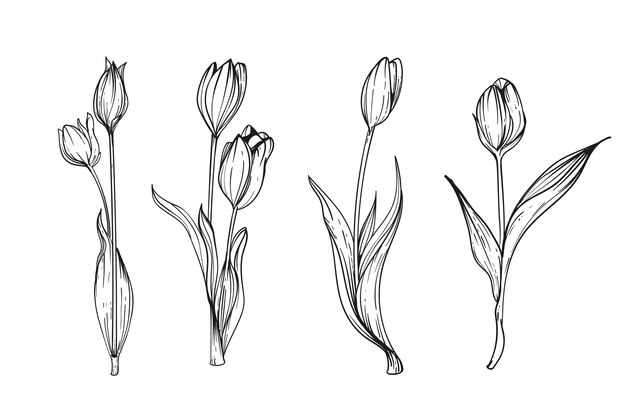 Hand drawn tulip illustration