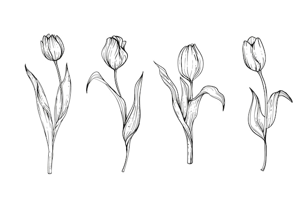 Free Vector hand drawn tulip illustration