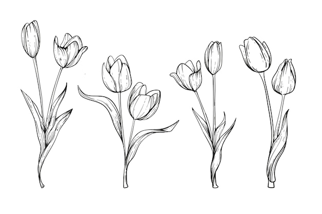 Free vector hand drawn tulip illustration