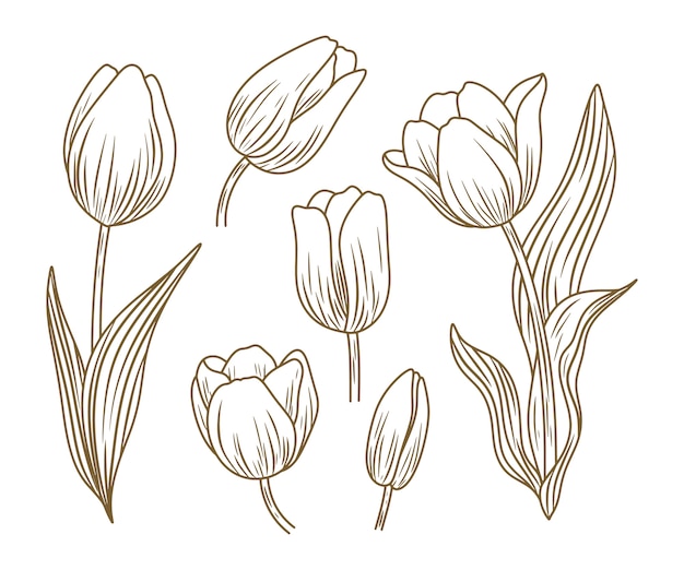 Free vector hand drawn tulip illustration