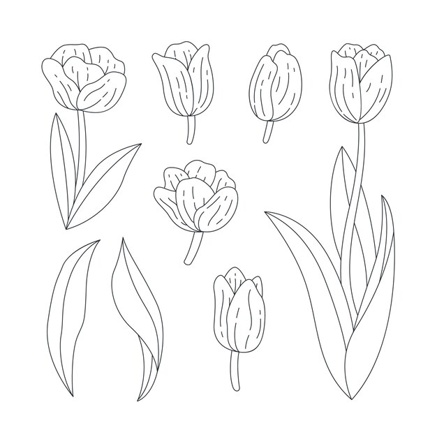 Hand drawn  tulip outline illustration