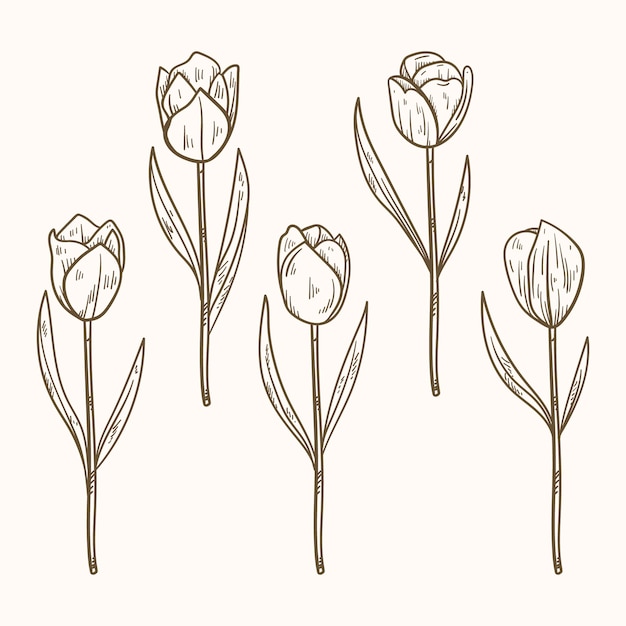 Hand drawn  tulip outline illustration