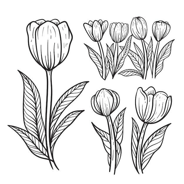 Free Vector hand drawn tulip outline illustration