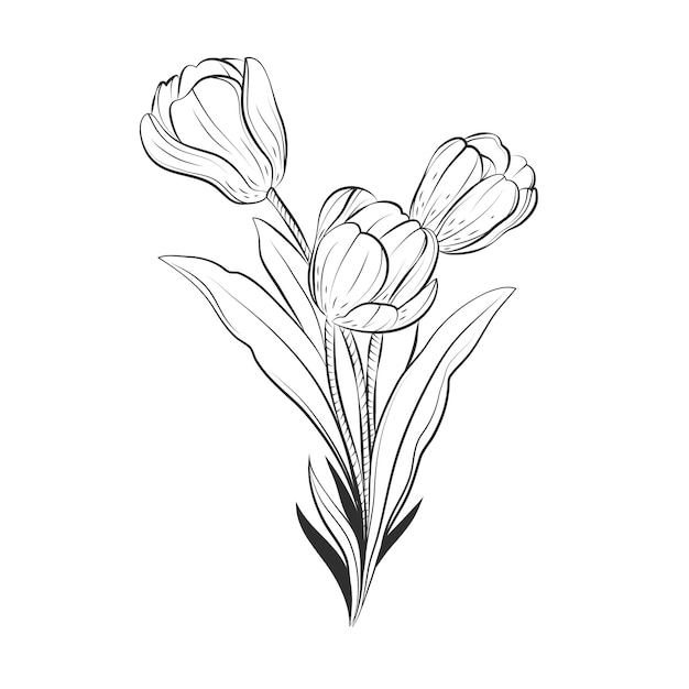 Free Vector hand drawn tulip outline illustration