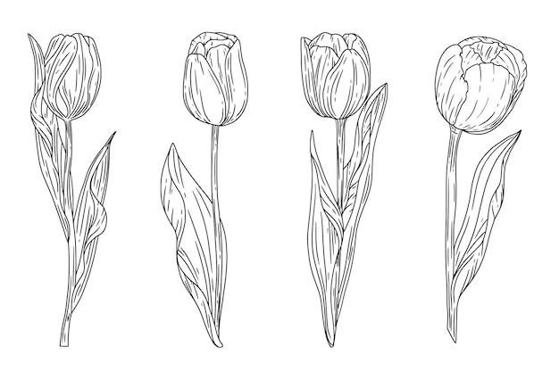 Free vector hand drawn tulip outline illustration