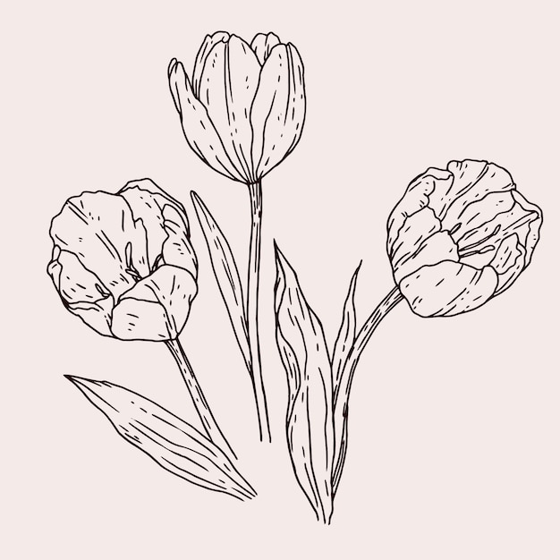 Free vector hand drawn tulip outline illustration