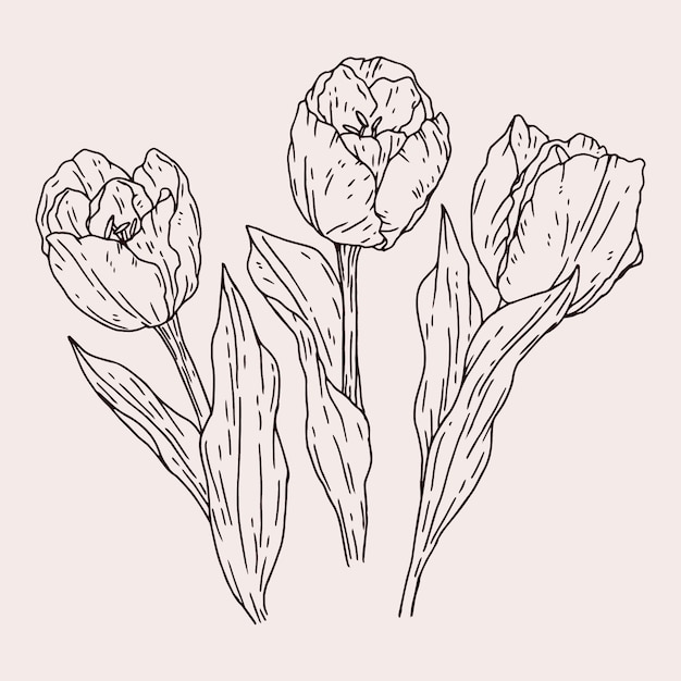 Free Vector hand drawn tulip outline illustration