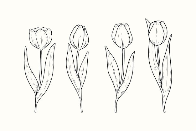 Free Vector hand drawn tulip outline illustration