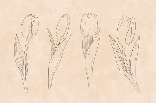 Free Vector hand drawn tulip outline illustration