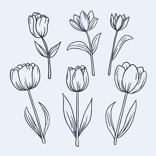 Free Vector hand drawn tulip outline illustration